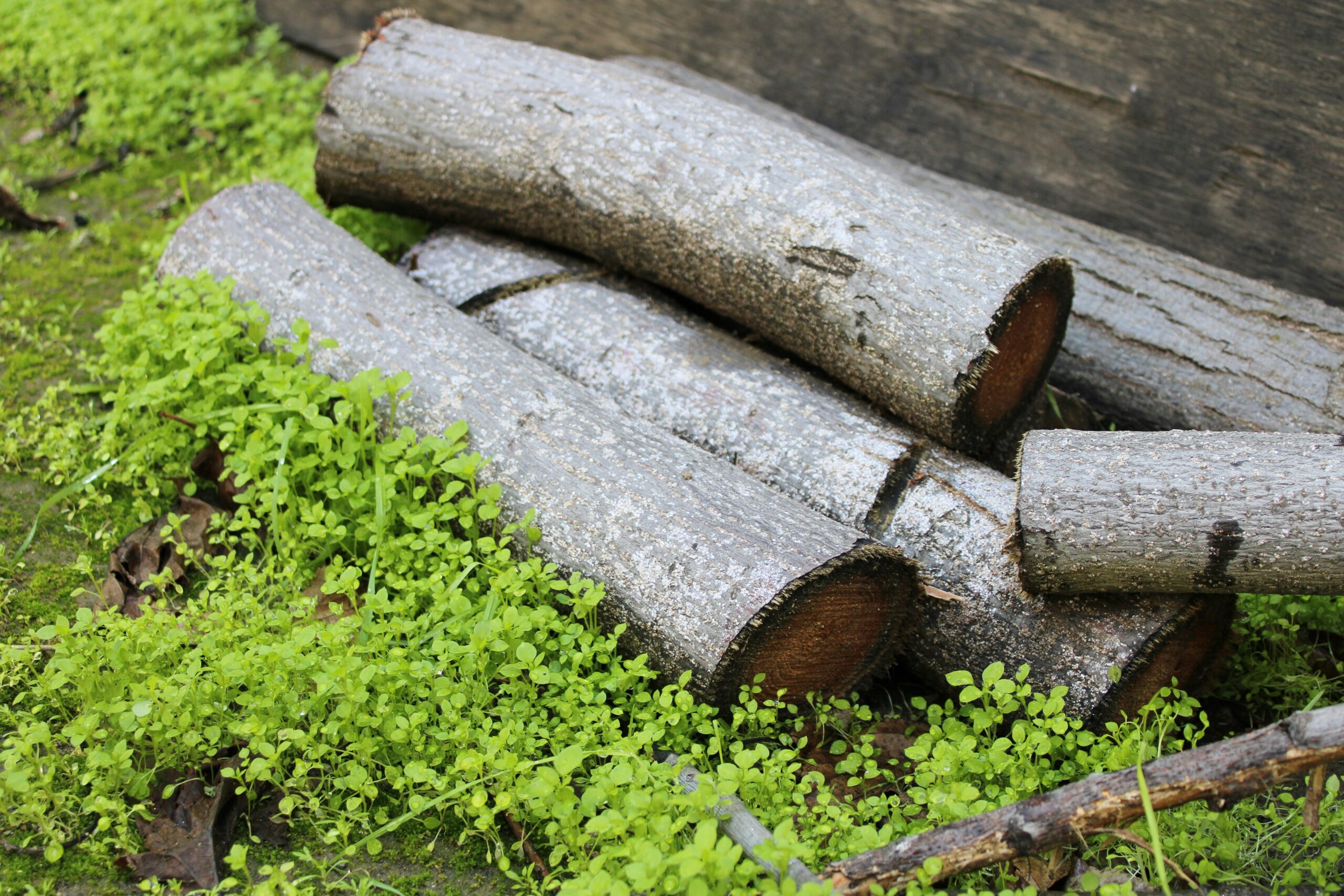 eco-friendly fashion watch