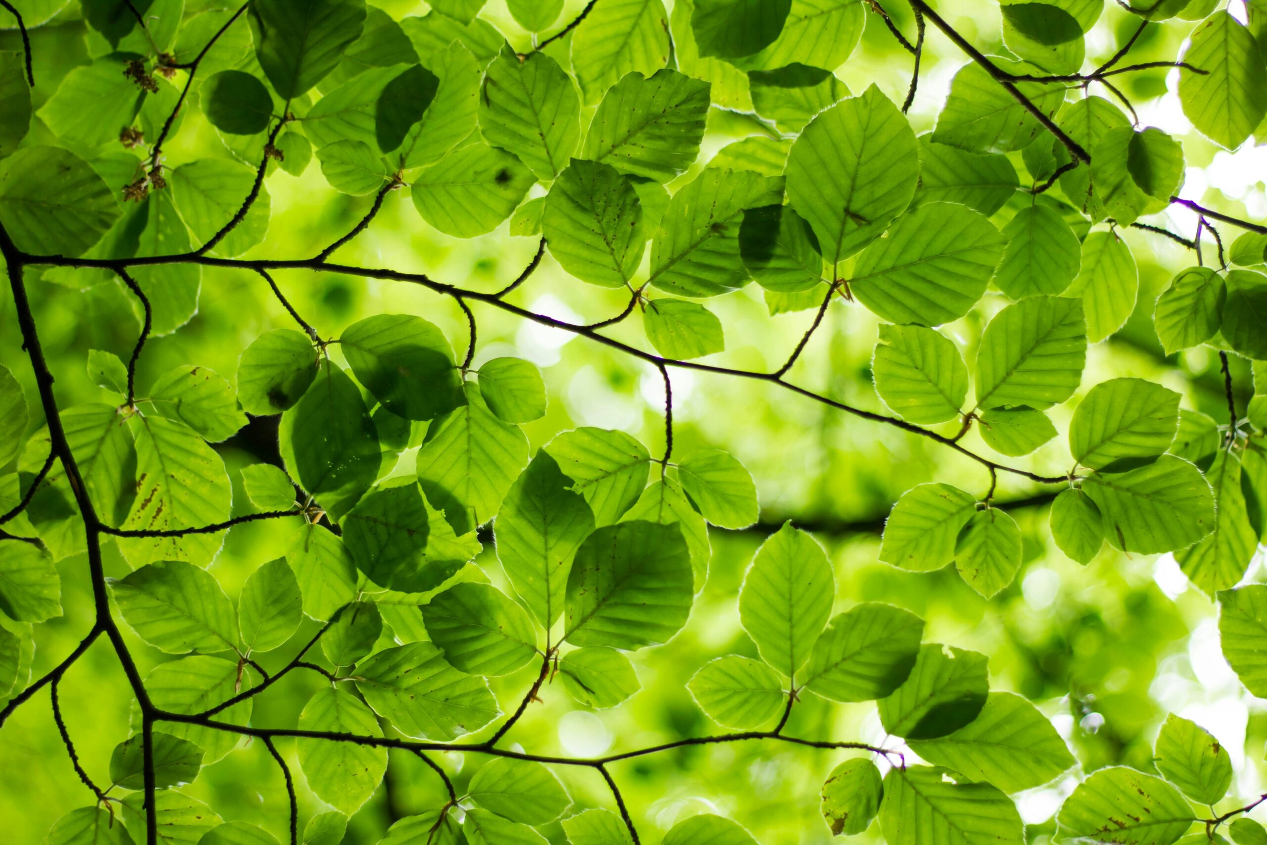 sustainable fashion watch